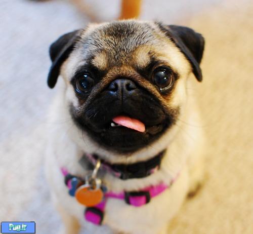 سر ریز حیوانات دوم خرداد ماه 