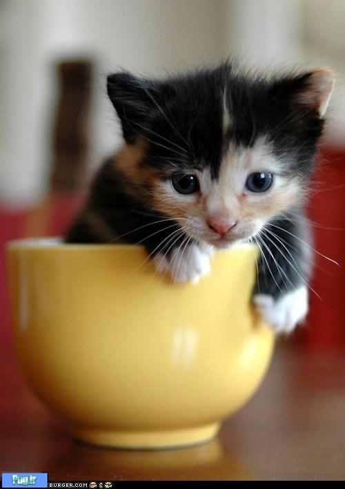 سر ریز حیوانات دوم خرداد ماه 