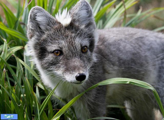 سر ریز حیوانات دوم خرداد ماه 