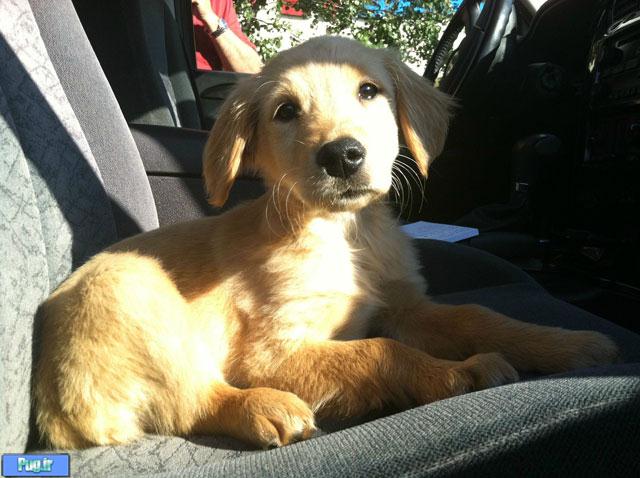 سر ریز حیوانات دوم خرداد ماه 