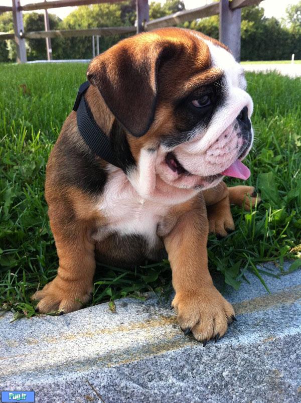 سر ریز حیوانات دوم خرداد ماه 