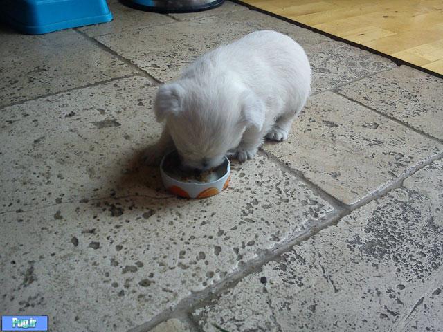 سر ریز حیوانات دوم خرداد ماه 