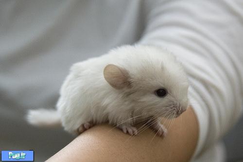 سر ریز حیوانات دوم خرداد ماه 