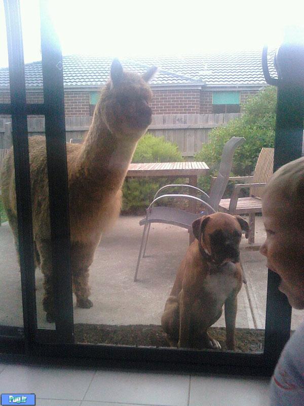 سر ریز حیوانات دوم خرداد ماه 