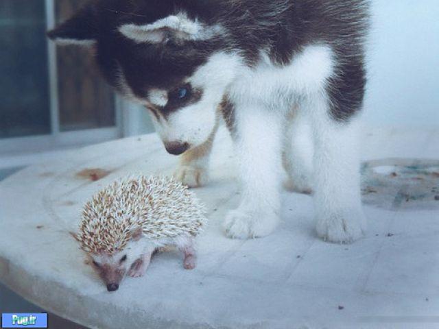 عکس عشقهای عجیب در حیوانات