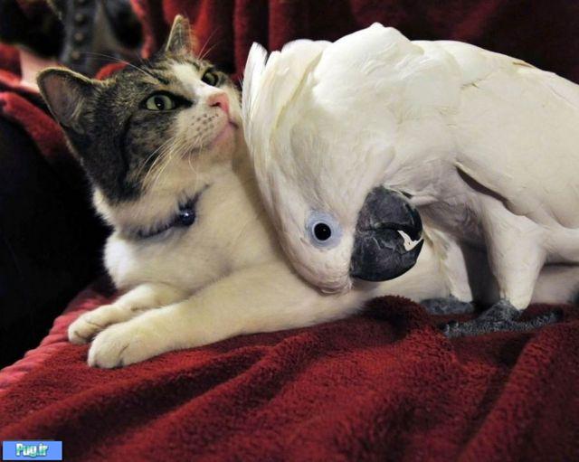 عکس عشقهای عجیب در حیوانات