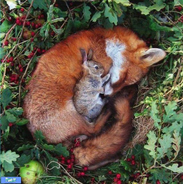 عکس عشقهای عجیب در حیوانات