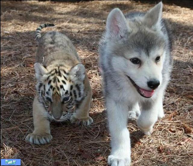 عکس عشقهای عجیب در حیوانات