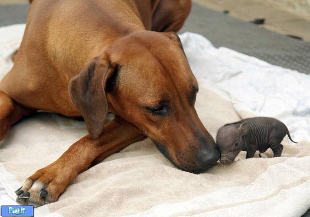 عکس عشقهای عجیب در حیوانات