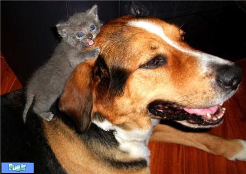 عکس عشقهای عجیب در حیوانات