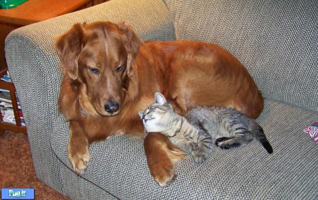 عکس عشقهای عجیب در حیوانات