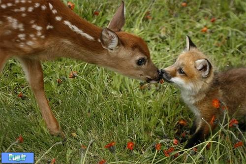 عکس عشقهای عجیب در حیوانات