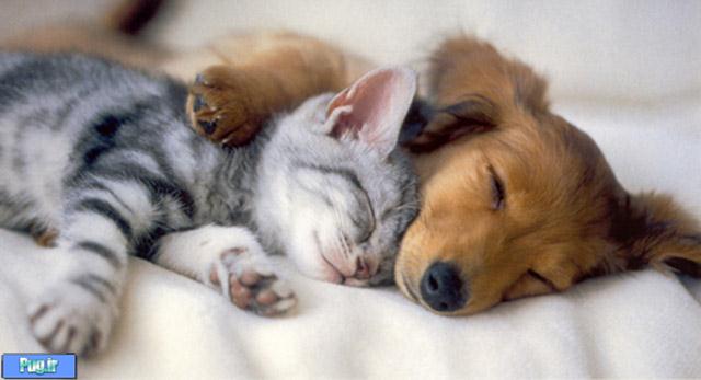 عکس عشقهای عجیب در حیوانات