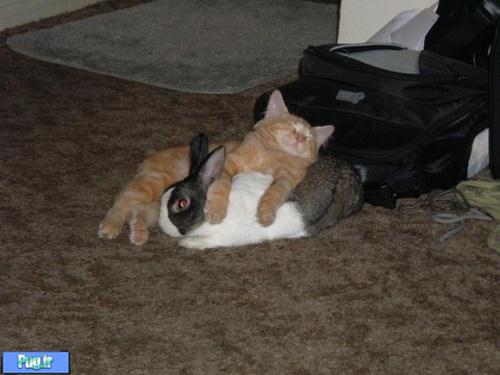 عکس عشقهای عجیب در حیوانات