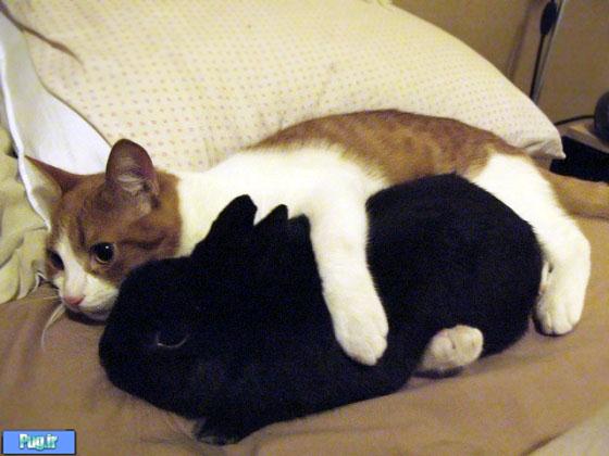 عکس عشقهای عجیب در حیوانات