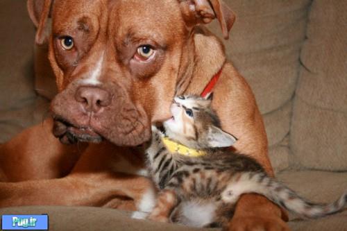 عکس عشقهای عجیب در حیوانات