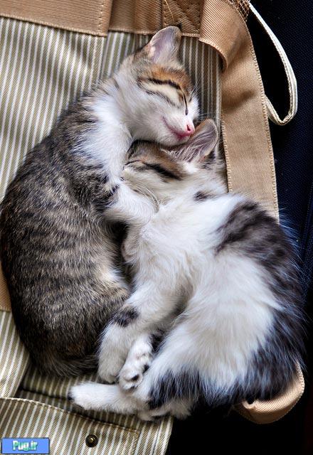 گربه های ناز نازی 