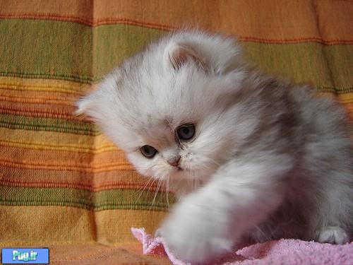 گربه های ناز نازی 