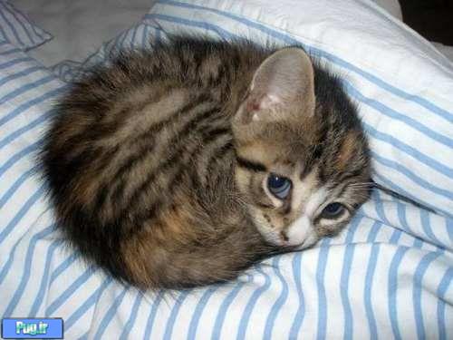 گربه های ناز نازی 