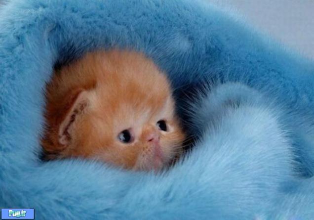 گربه های ناز نازی 