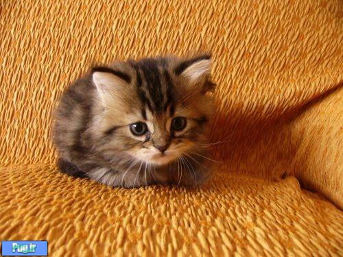 گربه های ناز نازی 