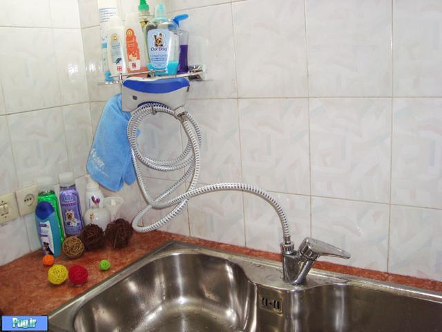 خدمات شست و شو برای حیوانات شما 