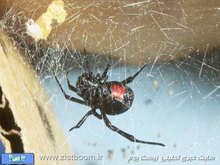 تنها موجودی در طبیعت که می داند شوهر به هیچ دردی نمی خورد