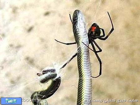 تنها موجودی در طبیعت که می داند شوهر به هیچ دردی نمی خورد
