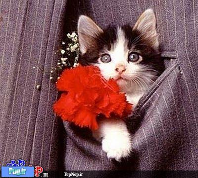 گربه های جیبی