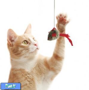 <div><p> <span style="font-size: 13px; line-height: 15px; font-family: tahoma;"><font size="3"><br />
همه ی بچه گربه ها و <a href="http://mypet.ir/" target="_blank" style="color: rgb(50, 50, 50); text-decoration: initial;">گربه های جوان</a> نیاز به بازی کردن دارند.بازی کردن یک رفتار عادی است که به حیوانات جوان این فرصت را میدهد تا توانایی فیزیکی خود را تقویت کرده و مشکلات مهارتی خود را برطرف کنند.همچنین به آنها این فرصت را میدهد تا مهارت های اجتماعی خود را با همنوعان خود افزایش دهند.بسیار عادی است که بچه گربه ها و<a href="http://mypet.ir/" target="_blank" style="color: rgb(50, 50, 50); text-decoration: initial;">گربه های جوان</a> از خود خشونت نشان دهند و بازی کنند و فعال باشند زیرا بازی کردن تمام گربه سانان با حمله های دروغین همراه است!<br />
گربه ها وقتی در حال بازی با یکدیگر باشند آهسته نزدیک میشوند(به شکار),شکار را تعقیب میکنند,ناگهان حمله میکنند,چنگ میزنند و گاز میگیرند ,اما انسانها این رفتار را یک نوع رفتار خشونت آمیز تعبیر میکنند خصوصا زمانیکه گربه این کار را با آنها انجام میدهد.<br />
<br />
گربه ها دو نوع بازی متفاوت دارند:بازی های تک نفره و بازی های دسته جمعی.در بازی های تکی آنها با اشیائی مثل اسباب بازی ها , کلاف های نخ , کیسه های کاغذی ,جعبه ها و کاغذ های مچاله شده بازی میکنند.در بازی های دسته جمعی آنها با گربه های دیگر ,انسانها و دیگر حیوانات بازی میکنند.متاسفانه <a href="http://mypet.ir/" target="_blank" style="color: rgb(50, 50, 50); text-decoration: initial;">بیشتر مشکلات زمانی </a>رخ میدهند که گربه ها بطور مستقیم با انسانها بازی میکنند.با وجود اینکه تنها قصد آنها بازی گوشی های گربه ای خود است میتوانند باعث صدمه زدن به همبازی انسان خود شوند.چنگ زدن و گاز گرفتن گربه ها درد آور میباشد و گاهی به سادگی میتوانند باعث عفونت شوند.<br />
<br />
<i>از بین بردن دیگر مشکلات رفتاری:</i><br />
<br />
<font color="#ee82ee"><b>حمله کردن</b></font><br />
<br />
گربه ها گاه گاهی انسانها را مورد حمله قرار میدهند.حمله ی آنها زمانی واقعی است که چیزی باعث ترس در آنها شود همچنین صدا و یا بوی گربه هایی که خارج از منزل هستند باعث حمله کردن آنها میشود .اگر شما با گربه ای زندگی میکنید که زیر یکسال سن دارد و شما تنها همبازی او هستید,این احتمال وجود دارد که<a href="http://mypet.ir/" target="_blank" style="color: rgb(50, 50, 50); text-decoration: initial;"> بازی خشن </a>او با شما در واقع همان رفتار خشونت آمیز او باشد.با این حال گاهی تشخیص بازی کردن و رفتار خشونت آمیز گربه ها بسیار مشکل است و زبان بدن گربه ی شما میتواند کمک کند .دو مورد از رفتارهایی که گربه ها بطور معمول در بازی هایشان انجام میدهند بازی صورت میباشد .چنان که گربه دهان خود را به حالت نیمه باز قرار میدهد و ناگهان از یک سو حمله میکند این کار را گربه ها هنگامی که پشت خود را خم کرده اند انجام میدهند.<br />
<br />
<br />
<font color="#ee82ee"><b>چگونه رفتارهای خشن گربه ی خود را در هنگام بازی کاهش دهیم<br />
</b></font><br />
</font></span></p>
<div style="margin: 0px; padding: 0px; font-family: Tahoma, Calibri, Verdana, Geneva, sans-serif; font-size: 13px; line-height: 15px; text-align: center;"><img src="http://persianpet.org/forum/images/imported/2011/11/761.jpg" border="0" alt="حمله كردن,گاز گرفتن و بازي خشن در گربه ها" title="حمله كردن,گاز گرفتن و بازي خشن در گربه ها" style="border: 0px;" /></div>
<p><br style="font-family: Tahoma, Calibri, Verdana, Geneva, sans-serif; font-size: 13px; line-height: 15px;" />
<span style="font-size: 13px; line-height: 15px; font-family: tahoma;"><font size="3">انواع اسباب بازی ها را برای گربه ی خود تهیه کنید با این کار شما میتوانید متوجه شوید که گربه تان بیشتر چه نوع اسباب بازی هایی را دوست دارد.در حالت کلی به نظر میرسد که گربه ها از داشتن اسباب بازی های کوچک پول</font></span><span style="font-size: 13px; line-height: 15px; font-family: tahoma;"><font size="3">یش دار مانند موش های مصنوعی و توپ ها لذت میبرند.</font></span><span style="font-size: 13px; line-height: 15px; font-family: tahoma;"><font size="3">همچنین آنها دوست دارند به چیزهایی که مانند شکار حرکت میکنند به آهستگی نزدیک شوند ,آنها را تعقیب کنند و به آنها حمله کنند.مانند اسباب بازی های پر داری که به یک <a href="http://mypet.ir/" target="_blank" style="color: rgb(50, 50, 50); text-decoration: initial;">میله ی انعطاف پذیر</a> چسبیده اند و شما میتوانید آنها را آویزان کنید.</font></span><br style="font-family: Tahoma, Calibri, Verdana, Geneva, sans-serif; font-size: 13px; line-height: 15px;" />
<br style="font-family: Tahoma, Calibri, Verdana, Geneva, sans-serif; font-size: 13px; line-height: 15px;" />
<span style="font-size: 13px; line-height: 15px; font-family: tahoma;"><font size="3"><br />
</font></span></p>
<div style="margin: 0px; padding: 0px; font-family: Tahoma, Calibri, Verdana, Geneva, sans-serif; font-size: 13px; line-height: 15px; text-align: center;"><img src="/Files/Contents/139109/Image56874-2.jpg" border="0" alt="حمله كردن,گاز گرفتن و بازي خشن در گربه ها" title="حمله كردن,گاز گرفتن و بازي خشن در گربه ها" style="border: 0px;" /></div>
<p><br style="font-family: Tahoma, Calibri, Verdana, Geneva, sans-serif; font-size: 13px; line-height: 15px;" />
<span style="font-size: 13px; line-height: 15px; font-family: tahoma;"><font size="3">به گربه های خود اشیاء جدیدی مانند کیسه های کاغذی یا جعبه های مقوایی برای بازی کردن بدهید.</font></span><br style="font-family: Tahoma, Calibri, Verdana, Geneva, sans-serif; font-size: 13px; line-height: 15px;" />
<span style="font-size: 13px; line-height: 15px; font-family: tahoma;"><font size="3"><br />
<br />
<br />
</font></span><span style="font-size: 13px; line-height: 15px; font-family: tahoma;"><font size="3">روزی دوبار حداقل 10 دقیقه از وقت خود را صرف بازی با گربه ی خود کنید.در طول زمان بازی او را تشویق به حمله کردن به دست ها و پاهای خود نکنید.به جای اینکه گربه بطور مستقیم با شما بازی کند از اسباب بازی های بلند محرک استفاده کنید و یا اسباب بازی مورد علاقه اش را بطرف او پرتاب کنید.برنامه ی جلسات بازی را با زمانی که گربه تان بیشتر فعال و بازیگوش بنظر میرسد تنظیم کنید.در مواقعی که گربه ی شما دوست دارد پاهای شما را در حین حرکت بگیرد و یا در زیر اشیاء مخفی شود و در کمین پاهای شما باشد اسباب بازی هایی را همراه خود داشته باشید تا به طرف او پرتاب کنید تا توجه او را جلب کند.سعی کنید او را وادار به تمرکز برای تعقیب اسباب بازی کنید تا به پاهای شما حمله نکند.</font></span><br style="font-family: Tahoma, Calibri, Verdana, Geneva, sans-serif; font-size: 13px; line-height: 15px;" />
<span style="font-size: 13px; line-height: 15px; font-family: tahoma;"><font size="3"><br />
</font></span><span style="font-size: 13px; line-height: 15px; font-family: tahoma;"><font size="3">نگهداری از یک گربه ی دیگر را بعنوان همبازی در نظر بگیرید ,اگر این کار را انجام دادید یک گربه ی جوان و بازیگوش را انتخاب کنید.</font></span></p>
<div style="margin: 0px; padding: 0px; font-family: Tahoma, Calibri, Verdana, Geneva, sans-serif; font-size: 13px; line-height: 15px; text-align: center;"><img src="http://persianpet.org/forum/images/imported/2011/11/763.jpg" border="0" alt="حمله كردن,گاز گرفتن و بازي خشن در گربه ها" title="حمله كردن,گاز گرفتن و بازي خشن در گربه ها" style="border: 0px;" /></div>
<p><br style="font-family: Tahoma, Calibri, Verdana, Geneva, sans-serif; font-size: 13px; line-height: 15px;" />
<br style="font-family: Tahoma, Calibri, Verdana, Geneva, sans-serif; font-size: 13px; line-height: 15px;" />
<span style="font-size: 13px; line-height: 15px; font-family: tahoma;"><font size="3"><br />
</font></span><span style="font-size: 13px; line-height: 15px; font-family: tahoma;"><font size="3">یک محوطه ی بیرونی برای گربه ی خود بسازید و آنرا با شاخه ها ,جعبه ها ,قفسه ها و نشیمنگاه ها برای عبور او کامل کنید.اگر شما بتوانید محیط پیچیده تری را برای گربه ی خود انتخاب کنید گربه ی شما توجه کمتری به بازی کردن با شما خواهد داشت.<br />
</font></span></p>
<div style="margin: 0px; padding: 0px; font-family: Tahoma, Calibri, Verdana, Geneva, sans-serif; font-size: 13px; line-height: 15px; text-align: center;"><img src="http://persianpet.org/forum/images/imported/2011/11/764.jpg" border="0" alt="حمله كردن,گاز گرفتن و بازي خشن در گربه ها" title="حمله كردن,گاز گرفتن و بازي خشن در گربه ها" style="border: 0px;" /></div>
<p><br style="font-family: Tahoma, Calibri, Verdana, Geneva, sans-serif; font-size: 13px; line-height: 15px;" />
<span style="font-size: 13px; line-height: 15px; font-family: tahoma;"><font size="3">زمانی که گربه تان بصورت خیلی خشن با شما بازی کرد دیگر به بازی کردن با او ادامه ندهید.زمانیکه او شروع به گاز گرفتن و چنگ زدن کردن بازی کردن با گربه را با ترک کردن اتاق خاتمه دهید.هرگز گربه را برنداشته و در اتاق دیگری قرار ندهید زیرا این کار میتواند او را برای گازهای بیشتر تحریک کند.</font></span><br style="font-family: Tahoma, Calibri, Verdana, Geneva, sans-serif; font-size: 13px; line-height: 15px;" />
<span style="font-size: 13px; line-height: 15px; font-family: tahoma;"><font size="3"><br />
<br />
<font color="#ee82ee"><b>چه کارهایی را نباید انجام داد</b></font><br />
<br />
<br />
</font></span><span style="font-size: 13px; line-height: 15px; font-family: tahoma;"><font size="3">هرگز گربه ی خود را به بازی کردن با دست ها , پاها و یا با هر یک از قسمت دیگر بدن خود تشویق نکنید.</font></span></p>
<div style="margin: 0px; padding: 0px; font-family: Tahoma, Calibri, Verdana, Geneva, sans-serif; font-size: 13px; line-height: 15px; text-align: center;"><img src="http://persianpet.org/forum/images/imported/2011/11/765.jpg" border="0" alt="حمله كردن,گاز گرفتن و بازي خشن در گربه ها" title="حمله كردن,گاز گرفتن و بازي خشن در گربه ها" style="border: 0px;" /></div>
<p><br style="font-family: Tahoma, Calibri, Verdana, Geneva, sans-serif; font-size: 13px; line-height: 15px;" />
<br style="font-family: Tahoma, Calibri, Verdana, Geneva, sans-serif; font-size: 13px; line-height: 15px;" />
<span style="font-size: 13px; line-height: 15px; font-family: tahoma;"><font size="3">از اسباب بازی هایی که به او ی<a href="http://mypet.ir/" target="_blank" style="color: rgb(50, 50, 50); text-decoration: initial;">اد میدهند</a> تا با دستان شما بازی کند استفاده نکنید.اگر این کار را انجام بدهید گربه را تشویق خواهید کرد تا بطور مستقیم با دستان شما بازی کند ومتوجه نخواهد شد این کار را فقط زمانی میتواند انجام دهد که شما دستکش های اسباب بازی بدست کرده اید.</font></span><br style="font-family: Tahoma, Calibri, Verdana, Geneva, sans-serif; font-size: 13px; line-height: 15px;" />
<br style="font-family: Tahoma, Calibri, Verdana, Geneva, sans-serif; font-size: 13px; line-height: 15px;" />
<span style="font-size: 13px; line-height: 15px; font-family: tahoma;"><font size="3">گربه را برای بازی خشن او تنبیه فیزیکی نکنید.اگر او را بزنید و یا پرت کنید او این کار شما را یک نوع بازی تصور میکند و ممکن است وحشی تر شود.</font></span><br style="font-family: Tahoma, Calibri, Verdana, Geneva, sans-serif; font-size: 13px; line-height: 15px;" />
<span style="font-size: 13px; line-height: 15px; font-family: tahoma;"><font size="3">هرگز از دست گربه ی خود فرار نکنید و سعی نکنید با پاهای خود حرکت او را متوقف کنید.این کار ممکن است او را شدیدا عصبانی کند.</font></span><br style="font-family: Tahoma, Calibri, Verdana, Geneva, sans-serif; font-size: 13px; line-height: 15px;" />
<span style="font-family: Tahoma, Calibri, Verdana, Geneva, sans-serif; font-size: 13px; line-height: 15px;"><br />
<br />
PersianPet Forum - www.mypet.ir <a href="http://persianpet.org/forum/thread114422.html#ixzz2FPZQEewM" style="color: rgb(0, 51, 153); text-decoration: initial;">http://persianpet.org/forum/thread114422.html#ixzz2FPZQEewM</a> <br />
Under Creative Commons License: <a href="http://creativecommons.org/licenses/by/3.0" style="color: rgb(0, 51, 153); text-decoration: initial;">Attribution</a> <br />
Follow us: <a href="http://ec.tynt.com/b/rw?id=dCZ7pW4Amr4AW4acwqm_6l&u=persianpet" target="_blank" style="color: rgb(50, 50, 50); text-decoration: initial;">@persianpet on Twitter</a> | <a href="http://ec.tynt.com/b/rf?id=dCZ7pW4Amr4AW4acwqm_6l&u=mypersianpet" target="_blank" style="color: rgb(50, 50, 50); text-decoration: initial;">mypersianpet on Facebook</a></span></p></div> بازي خشن در گربه ها
