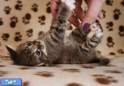 <div><p> <span style="font-size: 13px; line-height: 15px; font-family: tahoma;"><font size="3"><br />
همه ی بچه گربه ها و <a href="http://mypet.ir/" target="_blank" style="color: rgb(50, 50, 50); text-decoration: initial;">گربه های جوان</a> نیاز به بازی کردن دارند.بازی کردن یک رفتار عادی است که به حیوانات جوان این فرصت را میدهد تا توانایی فیزیکی خود را تقویت کرده و مشکلات مهارتی خود را برطرف کنند.همچنین به آنها این فرصت را میدهد تا مهارت های اجتماعی خود را با همنوعان خود افزایش دهند.بسیار عادی است که بچه گربه ها و<a href="http://mypet.ir/" target="_blank" style="color: rgb(50, 50, 50); text-decoration: initial;">گربه های جوان</a> از خود خشونت نشان دهند و بازی کنند و فعال باشند زیرا بازی کردن تمام گربه سانان با حمله های دروغین همراه است!<br />
گربه ها وقتی در حال بازی با یکدیگر باشند آهسته نزدیک میشوند(به شکار),شکار را تعقیب میکنند,ناگهان حمله میکنند,چنگ میزنند و گاز میگیرند ,اما انسانها این رفتار را یک نوع رفتار خشونت آمیز تعبیر میکنند خصوصا زمانیکه گربه این کار را با آنها انجام میدهد.<br />
<br />
گربه ها دو نوع بازی متفاوت دارند:بازی های تک نفره و بازی های دسته جمعی.در بازی های تکی آنها با اشیائی مثل اسباب بازی ها , کلاف های نخ , کیسه های کاغذی ,جعبه ها و کاغذ های مچاله شده بازی میکنند.در بازی های دسته جمعی آنها با گربه های دیگر ,انسانها و دیگر حیوانات بازی میکنند.متاسفانه <a href="http://mypet.ir/" target="_blank" style="color: rgb(50, 50, 50); text-decoration: initial;">بیشتر مشکلات زمانی </a>رخ میدهند که گربه ها بطور مستقیم با انسانها بازی میکنند.با وجود اینکه تنها قصد آنها بازی گوشی های گربه ای خود است میتوانند باعث صدمه زدن به همبازی انسان خود شوند.چنگ زدن و گاز گرفتن گربه ها درد آور میباشد و گاهی به سادگی میتوانند باعث عفونت شوند.<br />
<br />
<i>از بین بردن دیگر مشکلات رفتاری:</i><br />
<br />
<font color="#ee82ee"><b>حمله کردن</b></font><br />
<br />
گربه ها گاه گاهی انسانها را مورد حمله قرار میدهند.حمله ی آنها زمانی واقعی است که چیزی باعث ترس در آنها شود همچنین صدا و یا بوی گربه هایی که خارج از منزل هستند باعث حمله کردن آنها میشود .اگر شما با گربه ای زندگی میکنید که زیر یکسال سن دارد و شما تنها همبازی او هستید,این احتمال وجود دارد که<a href="http://mypet.ir/" target="_blank" style="color: rgb(50, 50, 50); text-decoration: initial;"> بازی خشن </a>او با شما در واقع همان رفتار خشونت آمیز او باشد.با این حال گاهی تشخیص بازی کردن و رفتار خشونت آمیز گربه ها بسیار مشکل است و زبان بدن گربه ی شما میتواند کمک کند .دو مورد از رفتارهایی که گربه ها بطور معمول در بازی هایشان انجام میدهند بازی صورت میباشد .چنان که گربه دهان خود را به حالت نیمه باز قرار میدهد و ناگهان از یک سو حمله میکند این کار را گربه ها هنگامی که پشت خود را خم کرده اند انجام میدهند.<br />
<br />
<br />
<font color="#ee82ee"><b>چگونه رفتارهای خشن گربه ی خود را در هنگام بازی کاهش دهیم<br />
</b></font><br />
</font></span></p>
<div style="margin: 0px; padding: 0px; font-family: Tahoma, Calibri, Verdana, Geneva, sans-serif; font-size: 13px; line-height: 15px; text-align: center;"><img src="http://persianpet.org/forum/images/imported/2011/11/761.jpg" border="0" alt="حمله كردن,گاز گرفتن و بازي خشن در گربه ها" title="حمله كردن,گاز گرفتن و بازي خشن در گربه ها" style="border: 0px;" /></div>
<p><br style="font-family: Tahoma, Calibri, Verdana, Geneva, sans-serif; font-size: 13px; line-height: 15px;" />
<span style="font-size: 13px; line-height: 15px; font-family: tahoma;"><font size="3">انواع اسباب بازی ها را برای گربه ی خود تهیه کنید با این کار شما میتوانید متوجه شوید که گربه تان بیشتر چه نوع اسباب بازی هایی را دوست دارد.در حالت کلی به نظر میرسد که گربه ها از داشتن اسباب بازی های کوچک پول</font></span><span style="font-size: 13px; line-height: 15px; font-family: tahoma;"><font size="3">یش دار مانند موش های مصنوعی و توپ ها لذت میبرند.</font></span><span style="font-size: 13px; line-height: 15px; font-family: tahoma;"><font size="3">همچنین آنها دوست دارند به چیزهایی که مانند شکار حرکت میکنند به آهستگی نزدیک شوند ,آنها را تعقیب کنند و به آنها حمله کنند.مانند اسباب بازی های پر داری که به یک <a href="http://mypet.ir/" target="_blank" style="color: rgb(50, 50, 50); text-decoration: initial;">میله ی انعطاف پذیر</a> چسبیده اند و شما میتوانید آنها را آویزان کنید.</font></span><br style="font-family: Tahoma, Calibri, Verdana, Geneva, sans-serif; font-size: 13px; line-height: 15px;" />
<br style="font-family: Tahoma, Calibri, Verdana, Geneva, sans-serif; font-size: 13px; line-height: 15px;" />
<span style="font-size: 13px; line-height: 15px; font-family: tahoma;"><font size="3"><br />
</font></span></p>
<div style="margin: 0px; padding: 0px; font-family: Tahoma, Calibri, Verdana, Geneva, sans-serif; font-size: 13px; line-height: 15px; text-align: center;"><img src="http://persianpet.org/forum/images/imported/2011/11/762.jpg" border="0" alt="حمله كردن,گاز گرفتن و بازي خشن در گربه ها" title="حمله كردن,گاز گرفتن و بازي خشن در گربه ها" style="border: 0px;" /></div>
<p><br style="font-family: Tahoma, Calibri, Verdana, Geneva, sans-serif; font-size: 13px; line-height: 15px;" />
<span style="font-size: 13px; line-height: 15px; font-family: tahoma;"><font size="3">به گربه های خود اشیاء جدیدی مانند کیسه های کاغذی یا جعبه های مقوایی برای بازی کردن بدهید.</font></span><br style="font-family: Tahoma, Calibri, Verdana, Geneva, sans-serif; font-size: 13px; line-height: 15px;" />
<span style="font-size: 13px; line-height: 15px; font-family: tahoma;"><font size="3"><br />
<br />
<br />
</font></span><span style="font-size: 13px; line-height: 15px; font-family: tahoma;"><font size="3">روزی دوبار حداقل 10 دقیقه از وقت خود را صرف بازی با گربه ی خود کنید.در طول زمان بازی او را تشویق به حمله کردن به دست ها و پاهای خود نکنید.به جای اینکه گربه بطور مستقیم با شما بازی کند از اسباب بازی های بلند محرک استفاده کنید و یا اسباب بازی مورد علاقه اش را بطرف او پرتاب کنید.برنامه ی جلسات بازی را با زمانی که گربه تان بیشتر فعال و بازیگوش بنظر میرسد تنظیم کنید.در مواقعی که گربه ی شما دوست دارد پاهای شما را در حین حرکت بگیرد و یا در زیر اشیاء مخفی شود و در کمین پاهای شما باشد اسباب بازی هایی را همراه خود داشته باشید تا به طرف او پرتاب کنید تا توجه او را جلب کند.سعی کنید او را وادار به تمرکز برای تعقیب اسباب بازی کنید تا به پاهای شما حمله نکند.</font></span><br style="font-family: Tahoma, Calibri, Verdana, Geneva, sans-serif; font-size: 13px; line-height: 15px;" />
<span style="font-size: 13px; line-height: 15px; font-family: tahoma;"><font size="3"><br />
</font></span><span style="font-size: 13px; line-height: 15px; font-family: tahoma;"><font size="3">نگهداری از یک گربه ی دیگر را بعنوان همبازی در نظر بگیرید ,اگر این کار را انجام دادید یک گربه ی جوان و بازیگوش را انتخاب کنید.</font></span></p>
<div style="margin: 0px; padding: 0px; font-family: Tahoma, Calibri, Verdana, Geneva, sans-serif; font-size: 13px; line-height: 15px; text-align: center;"><img src="http://persianpet.org/forum/images/imported/2011/11/763.jpg" border="0" alt="حمله كردن,گاز گرفتن و بازي خشن در گربه ها" title="حمله كردن,گاز گرفتن و بازي خشن در گربه ها" style="border: 0px;" /></div>
<p><br style="font-family: Tahoma, Calibri, Verdana, Geneva, sans-serif; font-size: 13px; line-height: 15px;" />
<br style="font-family: Tahoma, Calibri, Verdana, Geneva, sans-serif; font-size: 13px; line-height: 15px;" />
<span style="font-size: 13px; line-height: 15px; font-family: tahoma;"><font size="3"><br />
</font></span><span style="font-size: 13px; line-height: 15px; font-family: tahoma;"><font size="3">یک محوطه ی بیرونی برای گربه ی خود بسازید و آنرا با شاخه ها ,جعبه ها ,قفسه ها و نشیمنگاه ها برای عبور او کامل کنید.اگر شما بتوانید محیط پیچیده تری را برای گربه ی خود انتخاب کنید گربه ی شما توجه کمتری به بازی کردن با شما خواهد داشت.<br />
</font></span></p>
<div style="margin: 0px; padding: 0px; font-family: Tahoma, Calibri, Verdana, Geneva, sans-serif; font-size: 13px; line-height: 15px; text-align: center;"><img src="http://persianpet.org/forum/images/imported/2011/11/764.jpg" border="0" alt="حمله كردن,گاز گرفتن و بازي خشن در گربه ها" title="حمله كردن,گاز گرفتن و بازي خشن در گربه ها" style="border: 0px;" /></div>
<p><br style="font-family: Tahoma, Calibri, Verdana, Geneva, sans-serif; font-size: 13px; line-height: 15px;" />
<span style="font-size: 13px; line-height: 15px; font-family: tahoma;"><font size="3">زمانی که گربه تان بصورت خیلی خشن با شما بازی کرد دیگر به بازی کردن با او ادامه ندهید.زمانیکه او شروع به گاز گرفتن و چنگ زدن کردن بازی کردن با گربه را با ترک کردن اتاق خاتمه دهید.هرگز گربه را برنداشته و در اتاق دیگری قرار ندهید زیرا این کار میتواند او را برای گازهای بیشتر تحریک کند.</font></span><br style="font-family: Tahoma, Calibri, Verdana, Geneva, sans-serif; font-size: 13px; line-height: 15px;" />
<span style="font-size: 13px; line-height: 15px; font-family: tahoma;"><font size="3"><br />
<br />
<font color="#ee82ee"><b>چه کارهایی را نباید انجام داد</b></font><br />
<br />
<br />
</font></span><span style="font-size: 13px; line-height: 15px; font-family: tahoma;"><font size="3">هرگز گربه ی خود را به بازی کردن با دست ها , پاها و یا با هر یک از قسمت دیگر بدن خود تشویق نکنید.</font></span></p>
<div style="margin: 0px; padding: 0px; font-family: Tahoma, Calibri, Verdana, Geneva, sans-serif; font-size: 13px; line-height: 15px; text-align: center;"><img src="/Files/Contents/139109/Image56874-5.jpg" border="0" alt="حمله كردن,گاز گرفتن و بازي خشن در گربه ها" title="حمله كردن,گاز گرفتن و بازي خشن در گربه ها" style="border: 0px;" /></div>
<p><br style="font-family: Tahoma, Calibri, Verdana, Geneva, sans-serif; font-size: 13px; line-height: 15px;" />
<br style="font-family: Tahoma, Calibri, Verdana, Geneva, sans-serif; font-size: 13px; line-height: 15px;" />
<span style="font-size: 13px; line-height: 15px; font-family: tahoma;"><font size="3">از اسباب بازی هایی که به او ی<a href="http://mypet.ir/" target="_blank" style="color: rgb(50, 50, 50); text-decoration: initial;">اد میدهند</a> تا با دستان شما بازی کند استفاده نکنید.اگر این کار را انجام بدهید گربه را تشویق خواهید کرد تا بطور مستقیم با دستان شما بازی کند ومتوجه نخواهد شد این کار را فقط زمانی میتواند انجام دهد که شما دستکش های اسباب بازی بدست کرده اید.</font></span><br style="font-family: Tahoma, Calibri, Verdana, Geneva, sans-serif; font-size: 13px; line-height: 15px;" />
<br style="font-family: Tahoma, Calibri, Verdana, Geneva, sans-serif; font-size: 13px; line-height: 15px;" />
<span style="font-size: 13px; line-height: 15px; font-family: tahoma;"><font size="3">گربه را برای بازی خشن او تنبیه فیزیکی نکنید.اگر او را بزنید و یا پرت کنید او این کار شما را یک نوع بازی تصور میکند و ممکن است وحشی تر شود.</font></span><br style="font-family: Tahoma, Calibri, Verdana, Geneva, sans-serif; font-size: 13px; line-height: 15px;" />
<span style="font-size: 13px; line-height: 15px; font-family: tahoma;"><font size="3">هرگز از دست گربه ی خود فرار نکنید و سعی نکنید با پاهای خود حرکت او را متوقف کنید.این کار ممکن است او را شدیدا عصبانی کند.</font></span><br style="font-family: Tahoma, Calibri, Verdana, Geneva, sans-serif; font-size: 13px; line-height: 15px;" />
<span style="font-family: Tahoma, Calibri, Verdana, Geneva, sans-serif; font-size: 13px; line-height: 15px;"><br />
<br />
PersianPet Forum - www.mypet.ir <a href="http://persianpet.org/forum/thread114422.html#ixzz2FPZQEewM" style="color: rgb(0, 51, 153); text-decoration: initial;">http://persianpet.org/forum/thread114422.html#ixzz2FPZQEewM</a> <br />
Under Creative Commons License: <a href="http://creativecommons.org/licenses/by/3.0" style="color: rgb(0, 51, 153); text-decoration: initial;">Attribution</a> <br />
Follow us: <a href="http://ec.tynt.com/b/rw?id=dCZ7pW4Amr4AW4acwqm_6l&u=persianpet" target="_blank" style="color: rgb(50, 50, 50); text-decoration: initial;">@persianpet on Twitter</a> | <a href="http://ec.tynt.com/b/rf?id=dCZ7pW4Amr4AW4acwqm_6l&u=mypersianpet" target="_blank" style="color: rgb(50, 50, 50); text-decoration: initial;">mypersianpet on Facebook</a></span></p></div> بازي خشن در گربه ها