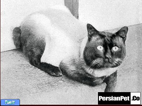 آیا گربه سیامی نژاد مناسبی برای من است؟ آیا گربه سیامی نژاد مناسبی برای من است؟