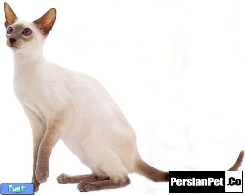 آیا گربه سیامی نژاد مناسبی برای من است؟ آیا گربه سیامی نژاد مناسبی برای من است؟
