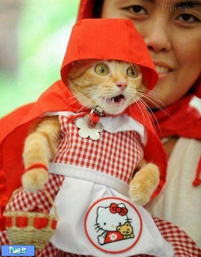 گربه های با لباس 