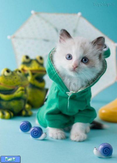 گربه های با لباس 