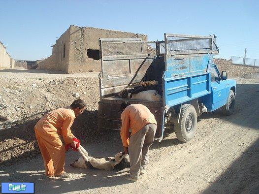 حقوق حیوانات کیلیویی چند ؟ حقوق حیوانات کیلیویی چند ؟