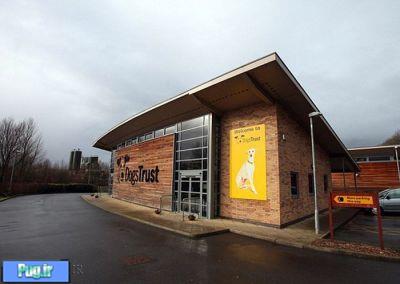 سگی با دو بینی ! 