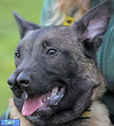 سگی با دو بینی ! 