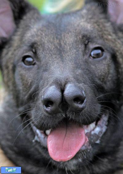 سگی با دو بینی ! 