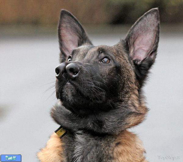 سگی با دو بینی ! 