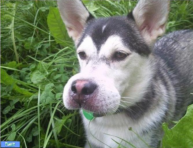 عکس زمانی که زنبور سگ ها را نیش میزند 