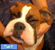 عکس زمانی که زنبور سگ ها را نیش میزند 