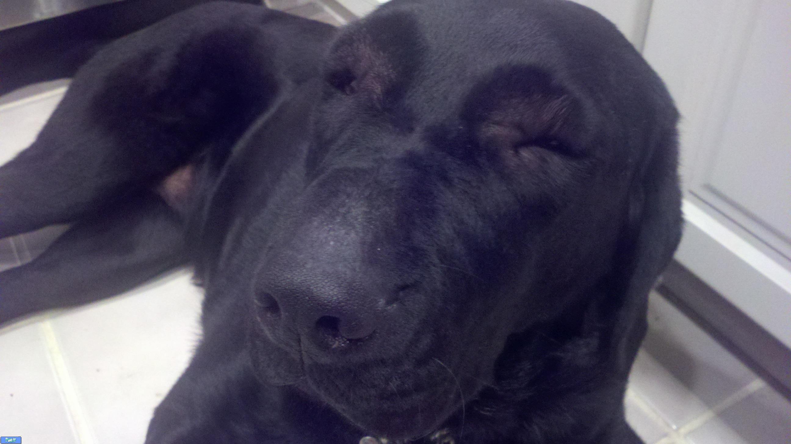 عکس زمانی که زنبور سگ ها را نیش میزند 