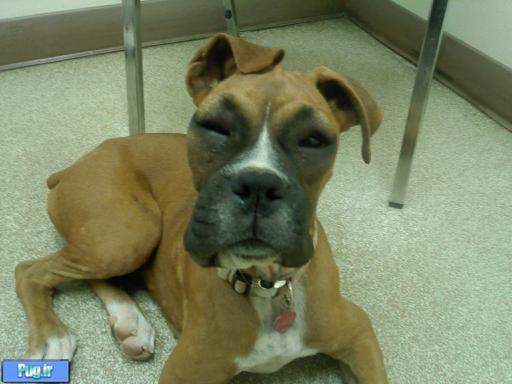 عکس زمانی که زنبور سگ ها را نیش میزند 