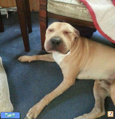 عکس زمانی که زنبور سگ ها را نیش میزند 