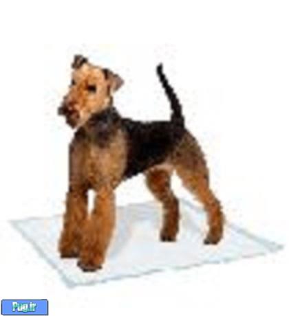 پد بهداشتی اموزش ادرار و تربیت سگ در پرسین پت