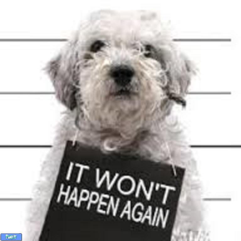 پد بهداشتی اموزش ادرار و تربیت سگ در پرسین پت