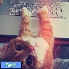 فیلتر اب برای ظرف اب اتوماتیک گربه و سگ فیلتر اب برای ظرف اب اتوماتیک گربه و سگ