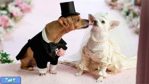 جای خواب سگ و گربه طرح سوفا sofa فرپلاست ایتالیا