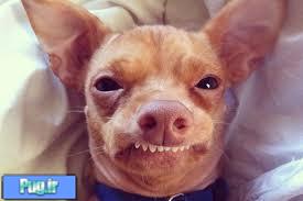 جای خواب سگ و گربه طرح سوفا sofa فرپلاست ایتالیا